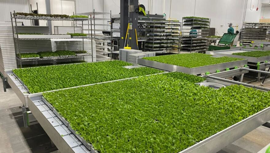 ファーム The 'next generation' farm is already growing in Florence | WVXU